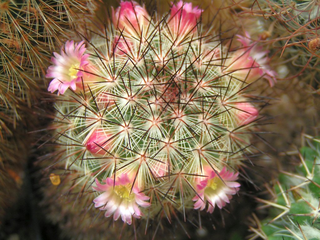 Mammillaria miroheliopsis